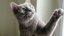 Korat-Katze beim Spiel