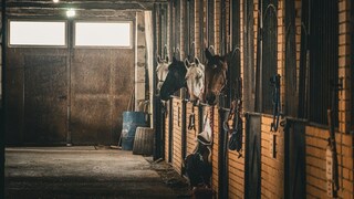 EHV-1 Impfung: Bereit für das Turnierjahr 2024?