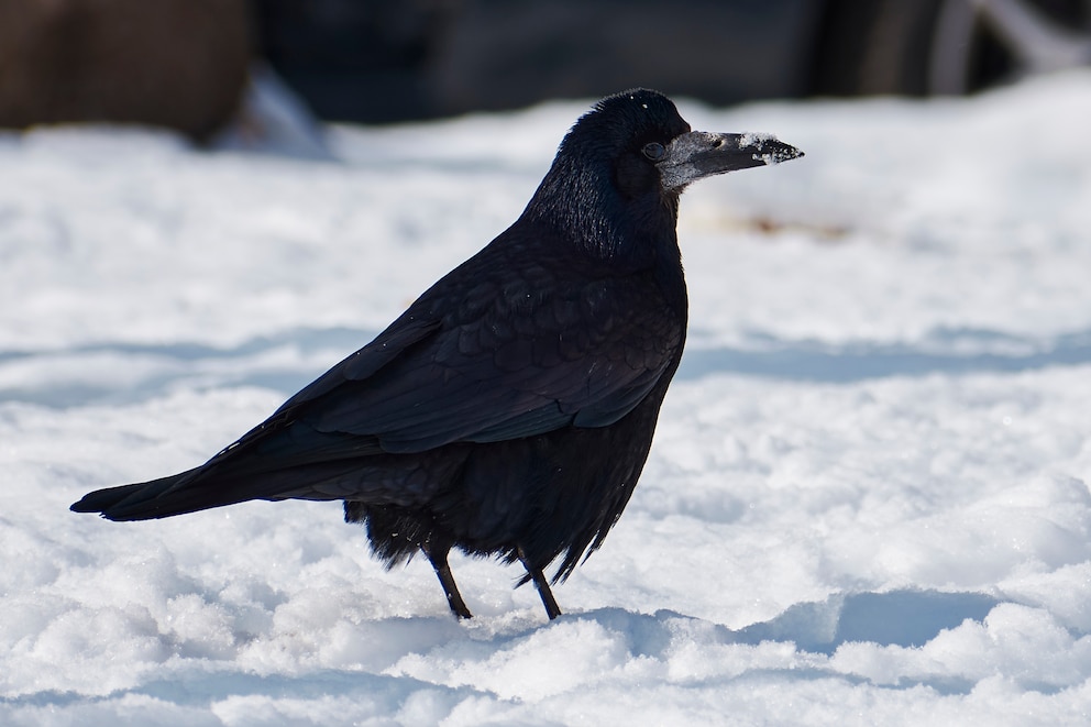 Nahaufnahme einer Saatkrähe im Schnee