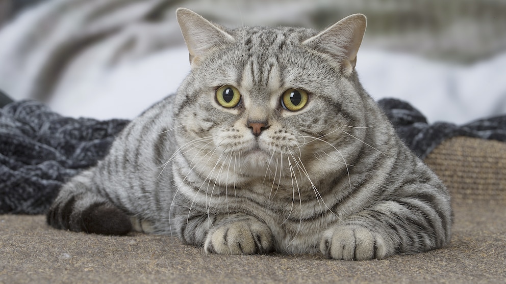 Eine American Shorthair Katze schaut in die Kamera