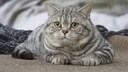 Eine American Shorthair Katze schaut in die Kamera