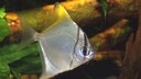 Ein Silberflossenblatt schwimmt durchs Becken