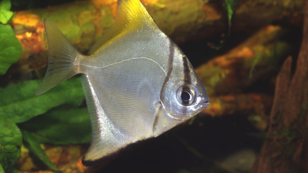 Ein Silberflossenblatt schwimmt durchs Becken