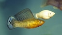 Zwei Segelkärpflinge schwimmen durchs Aquarium