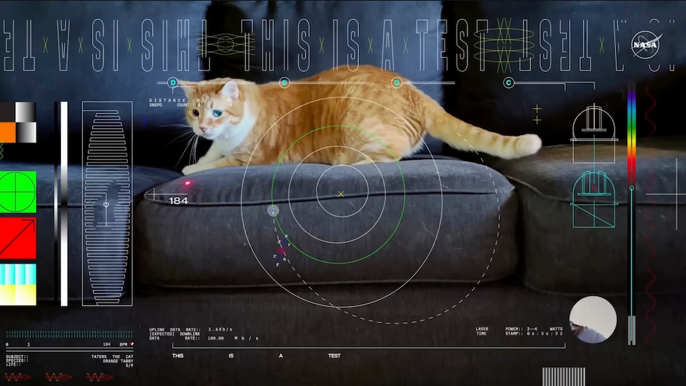 Kater Taters jagt im ersten Katzenvideo, das aus dem All gestreamt wurde, einen Laserpunkt