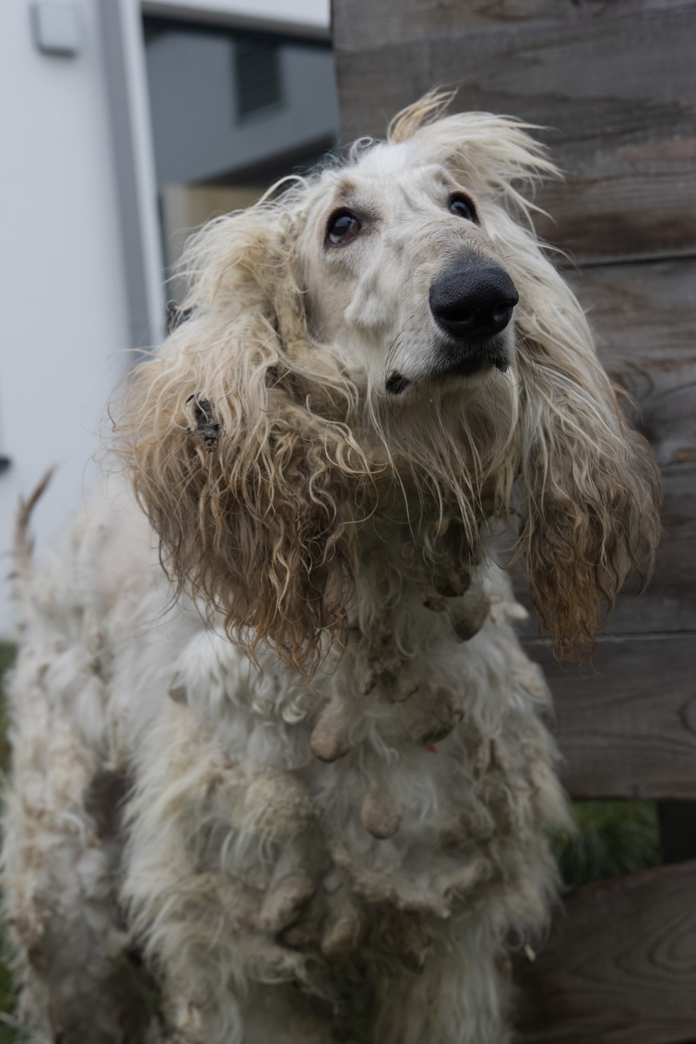 Seinem verfilzten Fell verdankt der Windhund nun seinen Namen Bob Marley.