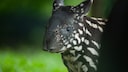 Tapirjunges mit getupftem Fell (Tapirus indicus)
