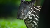 Tapirjunges mit getupftem Fell (Tapirus indicus)