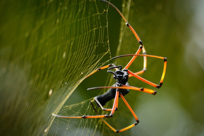 Close-up of a silk spider building a web