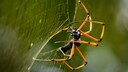 Nahaufnahme einer Seidenspinne beim Netzbau