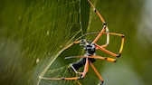 Nahaufnahme einer Seidenspinne beim Netzbau