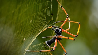 Nahaufnahme einer Seidenspinne beim Netzbau