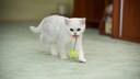 Junge Katze trägt Spielzeug im Maul
