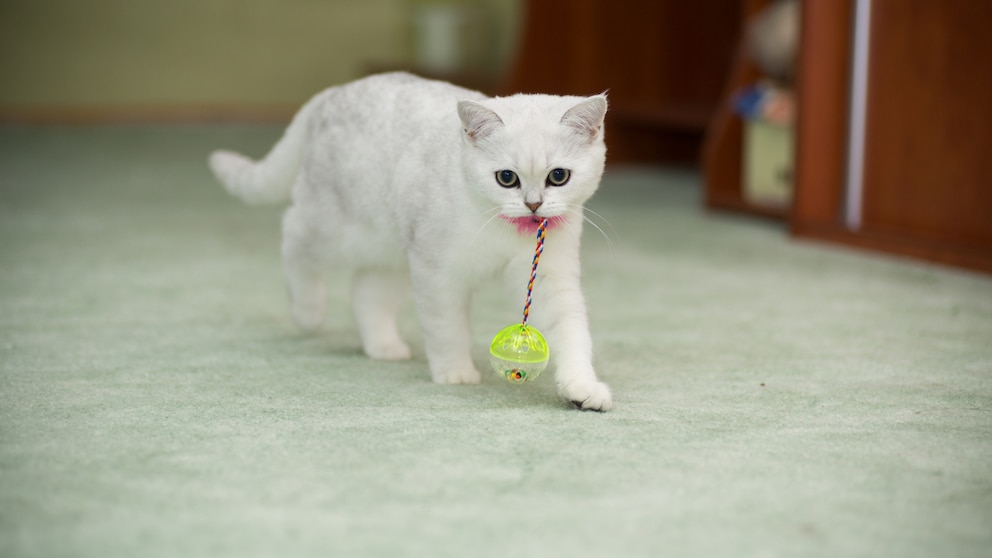 Junge Katze trägt Spielzeug im Maul