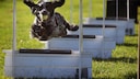Hund springt beim Hundesport Flyball &uuml;ber H&uuml;rden