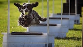 Hund springt beim Hundesport Flyball über Hürden