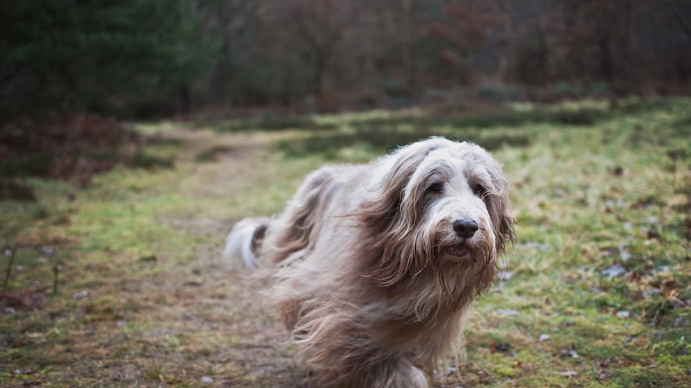 Der Bearded Collie eignet sich mit seiner sanftmütigen Arbeit besonders für Familien.