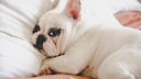 Eine mürrische Französische Bulldogge versucht, in einem Bett zu schlafen