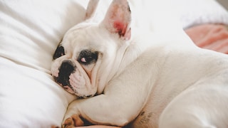 Eine mürrische Französische Bulldogge versucht, in einem Bett zu schlafen