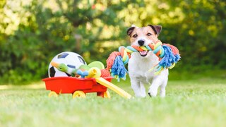 Ein Jack Russell spielt mit Hundespielzeug auf einer Wiese