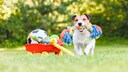 Ein Jack Russell spielt mit Hundespielzeug auf einer Wiese