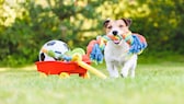 Ein Jack Russell spielt mit Hundespielzeug auf einer Wiese