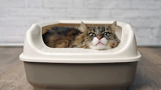 Katze im Katzenklo sitzend