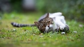 Eine Katze rollt sich im Garten herum