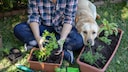 Salbei kann bei einigen Gesundheitsproblemen von Hunden helfen. Allerdings sollte man dabei auf die Dosierung achten