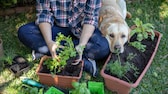 Salbei kann bei einigen Gesundheitsproblemen von Hunden helfen. Allerdings sollte man dabei auf die Dosierung achten 