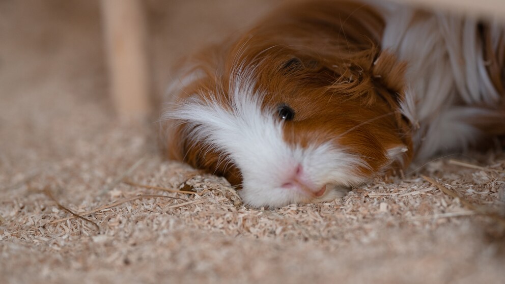 Ein Meerschweinchen schläft mit offenen Augen