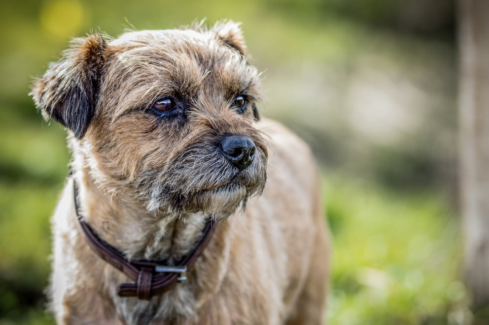 Border Terrier: Charakter, Aussehen Und Haltung - PETBOOK