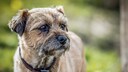 Der Border Terrier hat seine Wurzeln in der rauen Grenzregion zwischen England und Schottland, wo er als vielseitiger Arbeitshund eingesetzt wurde.