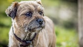 Der Border Terrier hat seine Wurzeln in der rauen Grenzregion zwischen England und Schottland, wo er als vielseitiger Arbeitshund eingesetzt wurde. 