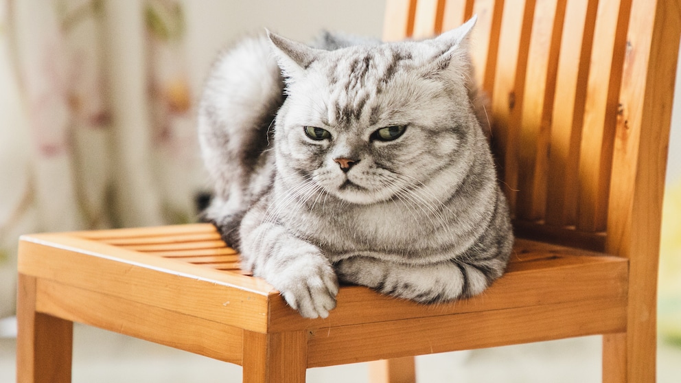 Katze liegt auf dem Stuhl und schaut in die Kamera