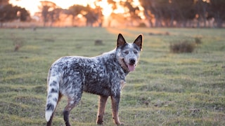 Der Australian Cattle Dog entstand im 19. Jahrhundert durch die Kreuzung von Dingos mit europäischen Hütehunden, darunter der Collie.