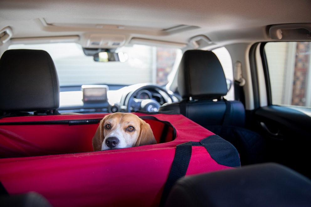 Den Hund im Auto transportieren - diese Möglichkeiten gibt es.