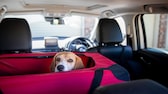 Ob im Hunde-Autositz oder in der Transportbox: Hunde sollten immer ausreichend im Auto gesichert werden.