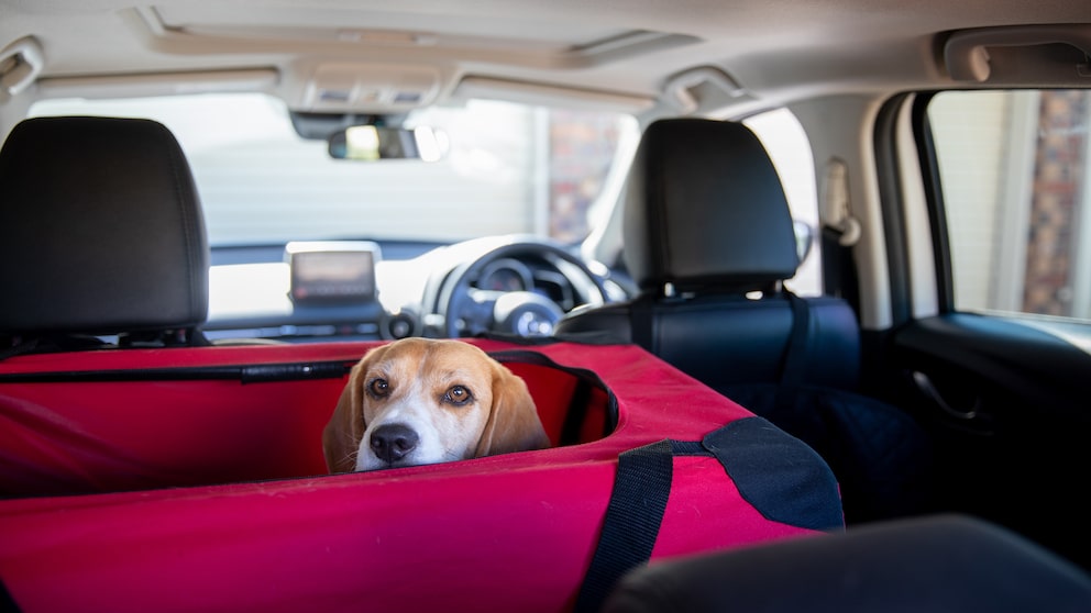 Hund im Auto transportieren & anschnallen: So geht's