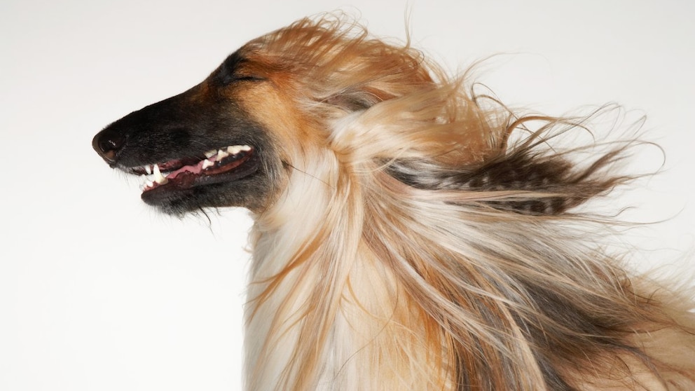 Afghanischer Windhund mit wehendem Fell