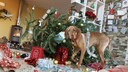 Hund sorgt f&uuml;r Chaos zu Weihnachten