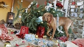 Hund sorgt für Chaos zu Weihnachten