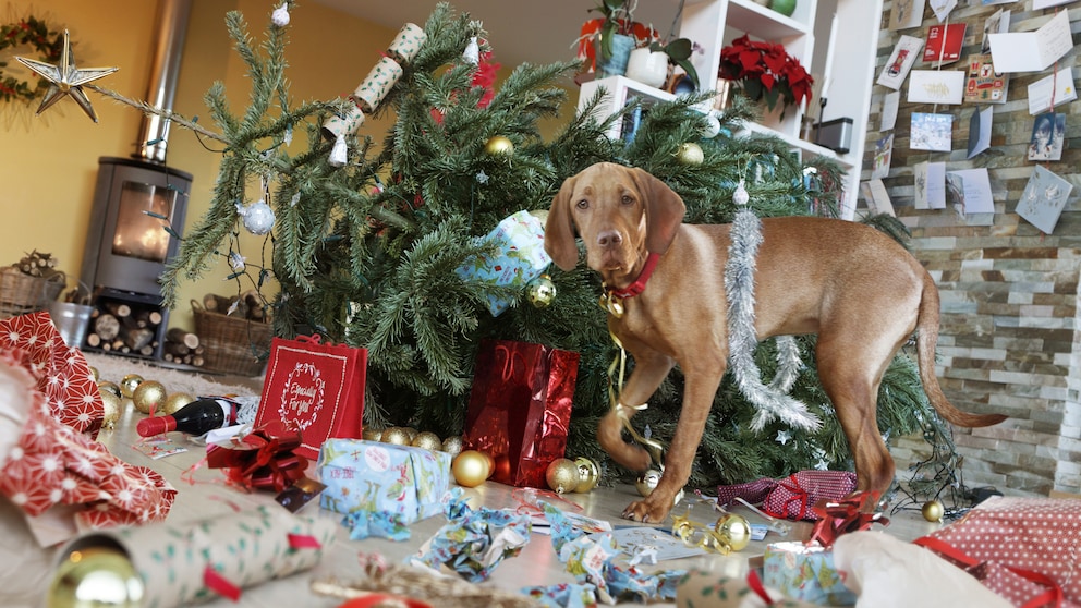 Hund sorgt für Chaos zu Weihnachten