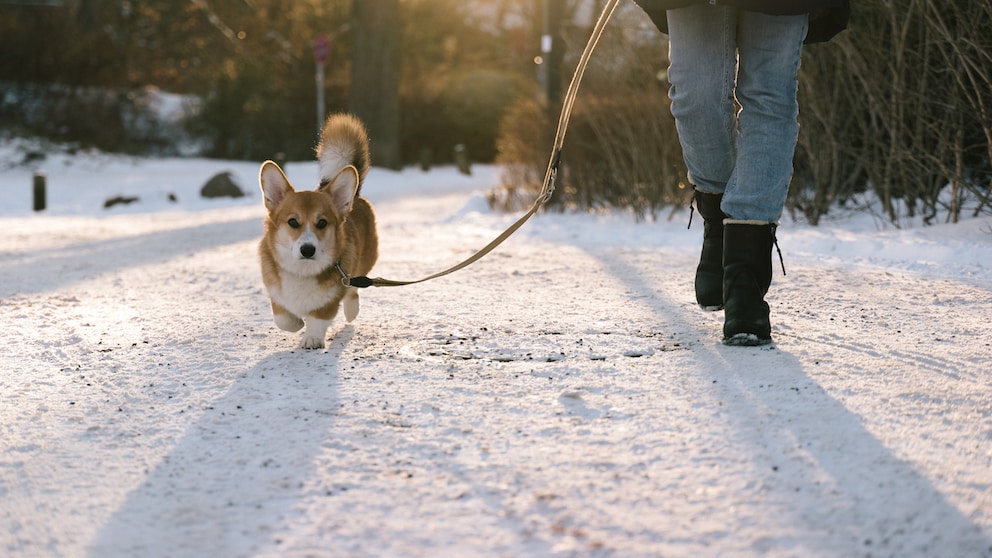 Corgi-Hund läuft mit seinem Besitzer auf verschneitem Weg