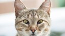 Katze mit vorgefallener Nickhaut aufgrund einer Augeninfektion