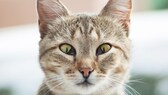 Katze mit vorgefallener Nickhaut aufgrund einer Augeninfektion