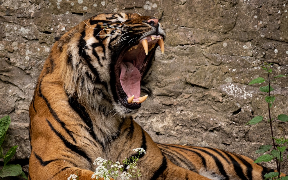 Tiger gähnt mit Wasser im Hintergrund