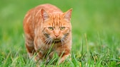 rote Katze draußen im Gras auf der Jagd