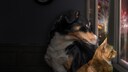 Hund und Katze sehen aus dem Fenster an Silvester