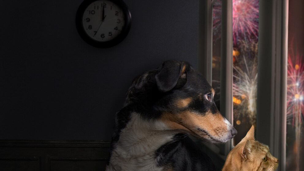 Hund und Katze sehen aus dem Fenster an Silvester